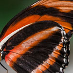 Banded Orange Banded Orange