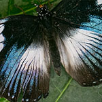 Black-tipped Diadem Black-tipped Diadem