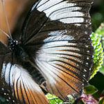 Black-tipped Diadem Black-tipped Diadem