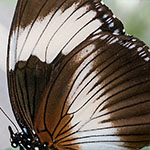 Black-tipped Diadem Black-tipped Diadem