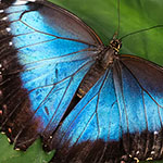Blauer Morpho Blauer Morpho