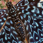 Blauer Mosaikfalter Blauer Mosaikfalter