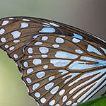 Blue Tiger Blue Tiger