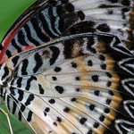 Leopard Lacewing Leopard Lacewing