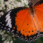 Leopard Lacewing