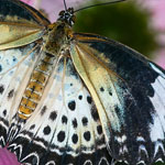 Leopard Lacewing