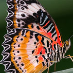 Leopard Lacewing Leopard Lacewing