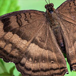 Chocolate Pansy Chocolate Pansy