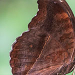 Chocolate Pansy Chocolate Pansy
