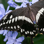 Constantine's Swallowtail