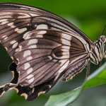 Constantine's Swallowtail Constantine's Swallowtail