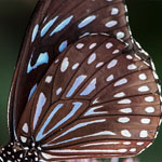 Dark Blue Tiger Dark Blue Tiger