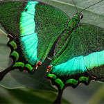 Emerald Swallowtail Emerald Swallowtail