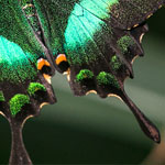 Emerald Swallowtail Emerald Swallowtail