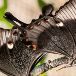 Emerald Swallowtail Emerald Swallowtail