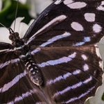 Fleck-Schillerfalter Fleck-Schillerfalter