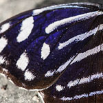 Fleck-Schillerfalter Fleck-Schillerfalter