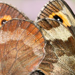 Graubindiger Mohrenfalter Graubindiger Mohrenfalter