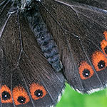Graubindiger Mohrenfalter Graubindiger Mohrenfalter