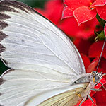 Great Southern White