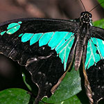 Green-banded Swallowtail