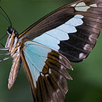 Green-banded Swallowtail Green-banded Swallowtail