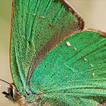 Grüner Zipfelfalter Grüner Zipfelfalter