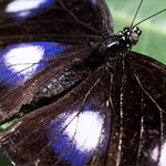 Große Eierfliege Große Eierfliege