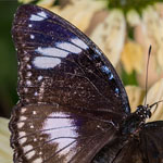 Große Eierfliege Große Eierfliege