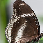 Große Eierfliege Große Eierfliege