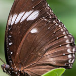 Große Eierfliege Große Eierfliege
