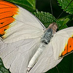 Grosser Aurorafalter Grosser Aurorafalter