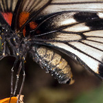 Großer gelber Mormone Großer gelber Mormone