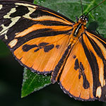 Harmonia Tiger Harmonia Tiger