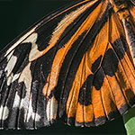 Harmonia Tiger Harmonia Tiger