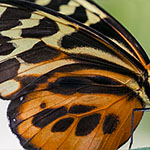 Harmonia Tiger Harmonia Tiger