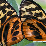 Harmonia Tiger Harmonia Tiger