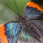 Indischer Blattschmetterling