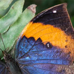 Indischer Blattschmetterling Indischer Blattschmetterling
