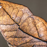 Indischer Blattschmetterling Indischer Blattschmetterling