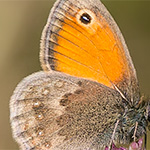 Kleines Wiesenvögelchen Kleines Wiesenvögelchen