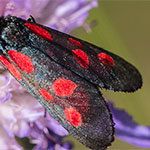 Kleines Fünffleck-Widderchen (Zygaena viciae) Kleines Fünffleck-Widderchen (Zygaena viciae)