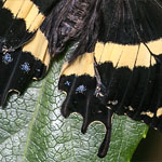 Magnificent Swallowtail