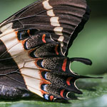 Magnificent Swallowtail Magnificent Swallowtail