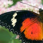 Malay Lacewing