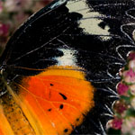 Malay Lacewing Malay Lacewing