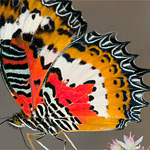 Malay Lacewing