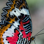 Malay Lacewing