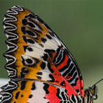 Malay Lacewing