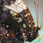 Marmor-Blattfalter Marmor-Blattfalter